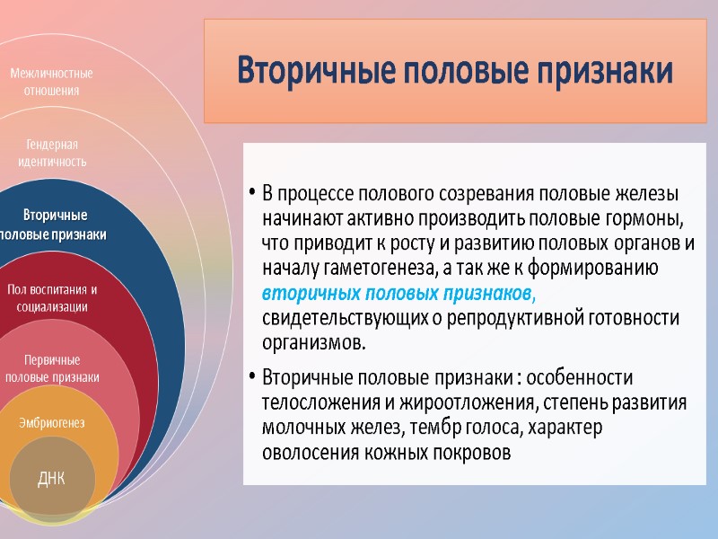 Вторичные половые признаки  В процессе полового созревания половые железы начинают активно производить половые